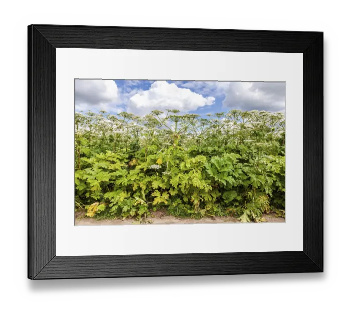 Framed Print : Cow parsnip or the toxic hogweed in summer sunny day
