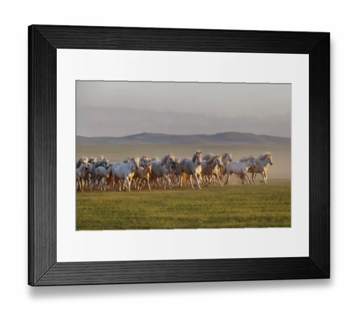 Framed Print : Mongolian white wild horses running on the endless grasslands