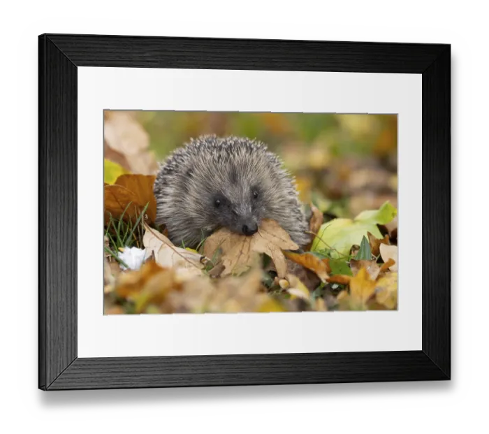 Framed Print : European hedgehog (Erinaceus europaeus)