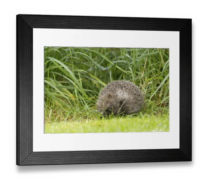 Framed Print : European hedgehog (Erinaceus europaeus) adult animal on a garden grass lawn next to a patch of long grass in summer Framed Print : European hedgehog (Erinaceus europaeus) adult animal on a garden grass lawn next to a patch of long grass in summer
