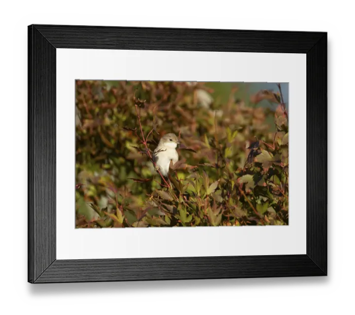Framed Print : Lesser whitethroat (Curruca curruca) adult bird on a garden shrub with red autumn colour leaves
