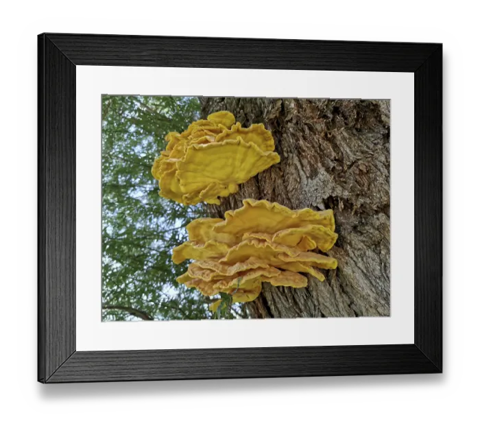 Framed Print : Sulphur porling, Laetiporus sulphureus