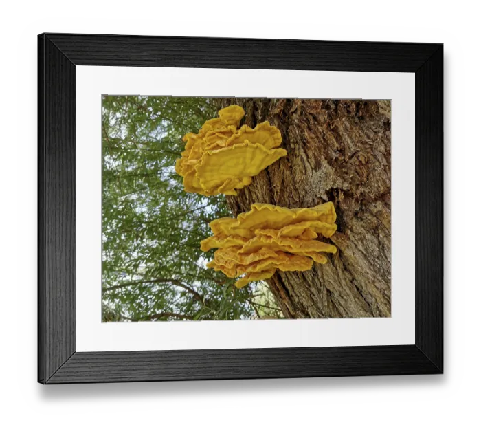 Framed Print : Sulphur porling, Laetiporus sulphureus