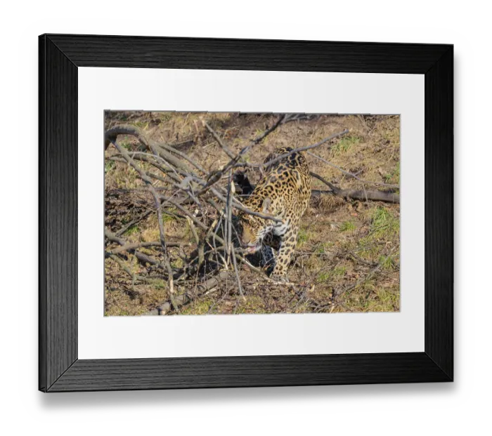 Framed Print : An adult jaguar (Panthera onca) runs across a dry meadow on a sunny day