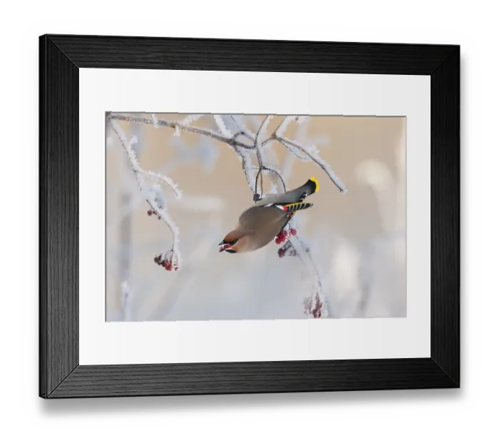 Framed Print : Waxwing (Bobycilla garrulus) eating berries of snowball (Viburnum opulus)