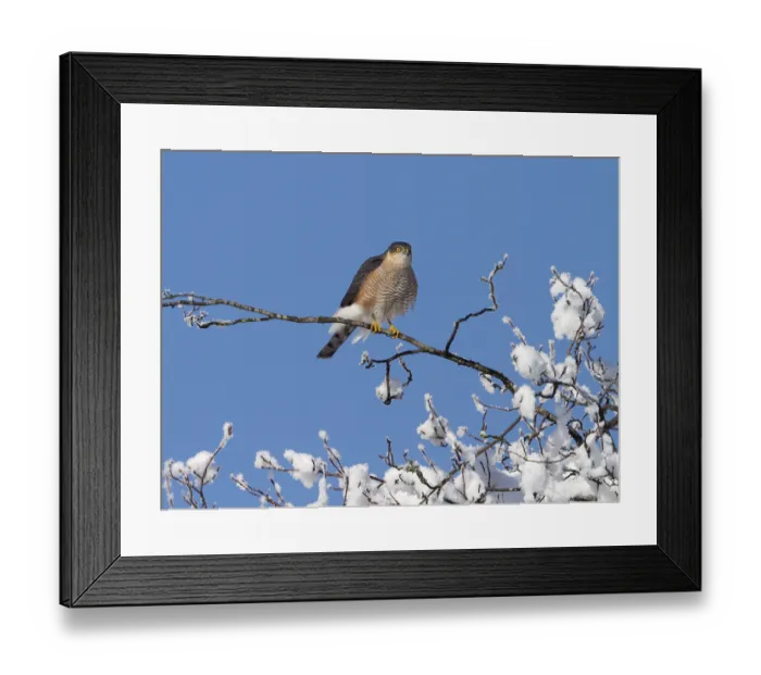 Framed Print : Sparrowhawk (Accipiter nisus), tercel