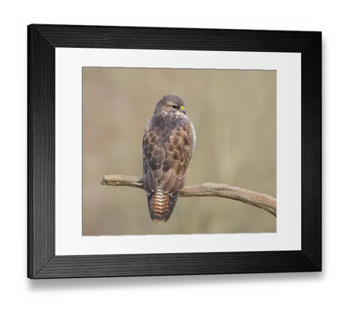 Framed Print : Buzzard (Buteo buteo) sitting attentively on a branch Framed Print : Buzzard (Buteo buteo) sitting attentively on a branch