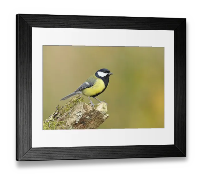 Framed Print : Great tit (Parus major) sitting on moss-covered dead wood