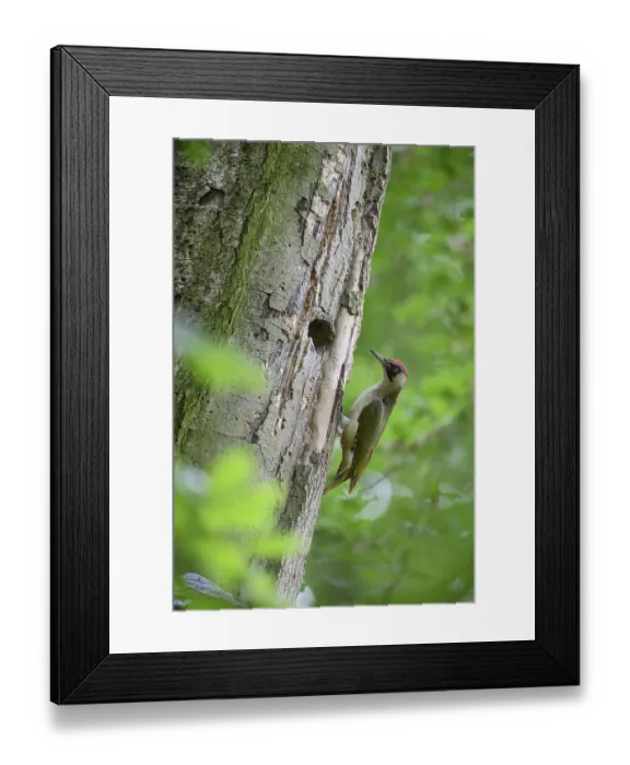 Framed Print : Teutoburg Forest, Lower Saxony
