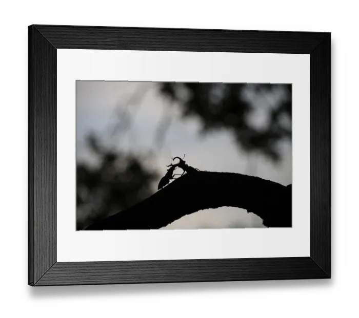 Framed Print : Silhouette of two stag beetles (Lucanus cervus) n on a branch in the soft light of sunset