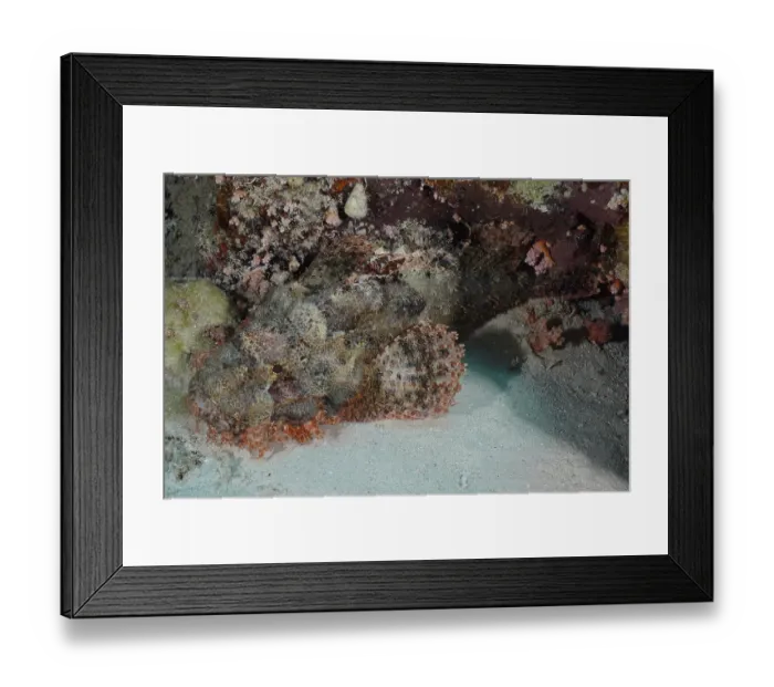 Framed Print : A camouflaged fish, fringed scorpionfish (Scorpaenopsis oxycephala)