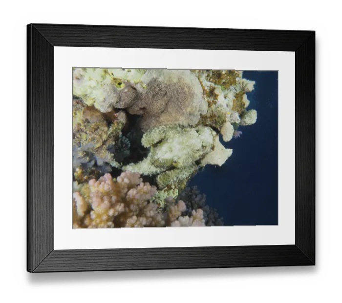 Framed Print : A well camouflaged fish, fringed scorpionfish (Scorpaenopsis oxycephala)