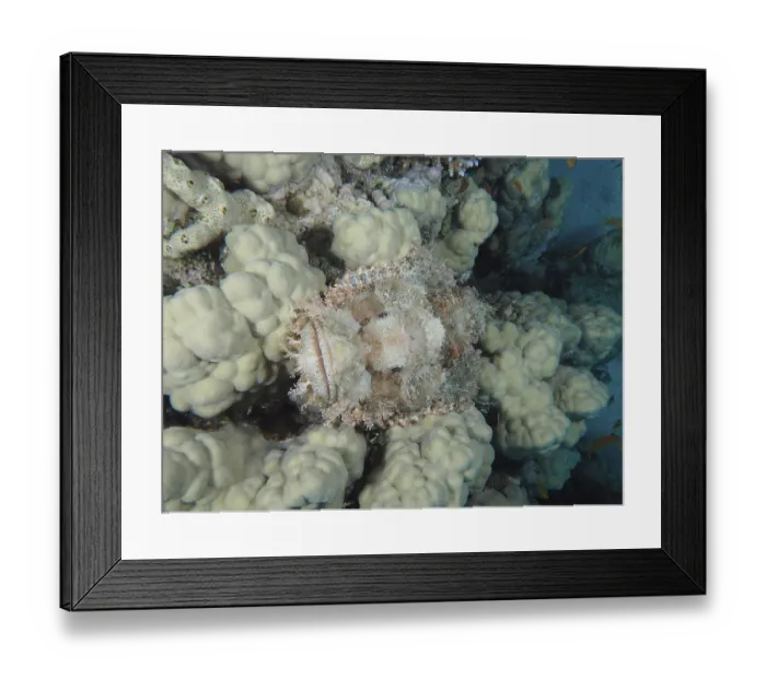 Framed Print : A fringed scorpionfish (Scorpaenopsis oxycephala) camouflaged in pale white coral formations