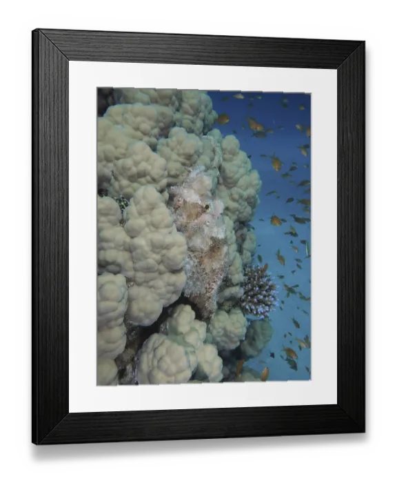 Framed Print : A fringed scorpionfish (Scorpaenopsis oxycephala) camouflaged in coral