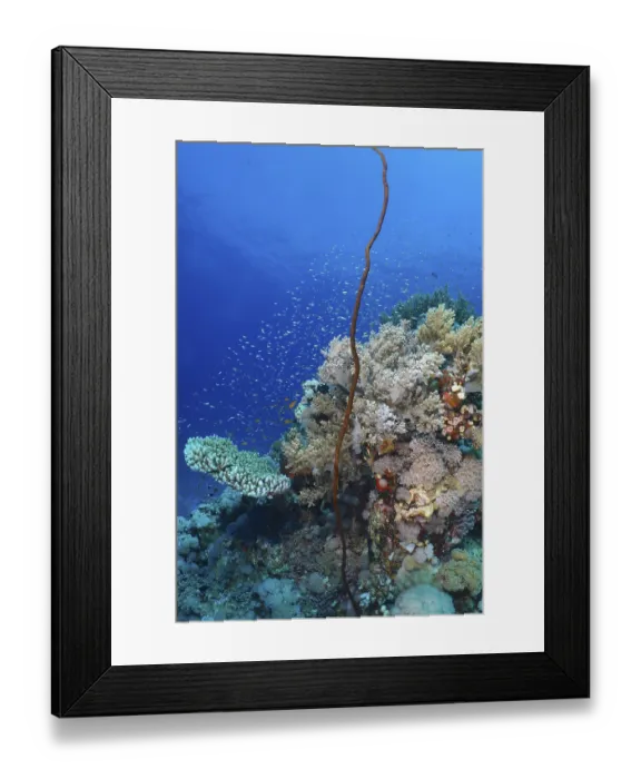 Framed Print : Twisted Wire Coral (Cirrhipathes anguina) and other corals and schools of fish in the sea Framed Print : Twisted Wire Coral (Cirrhipathes anguina) and other corals and schools of fish in the sea