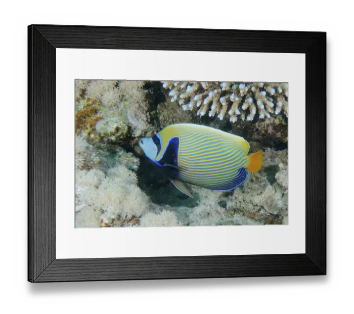 Framed Print : Colourful emperor angelfish (Pomacanthus imperator) swimming around corals in the living ocean Framed Print : Colourful emperor angelfish (Pomacanthus imperator) swimming around corals in the living ocean