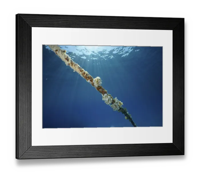 Framed Print : A rope under water covered with ear funnel algae (Padina Gymnospora)