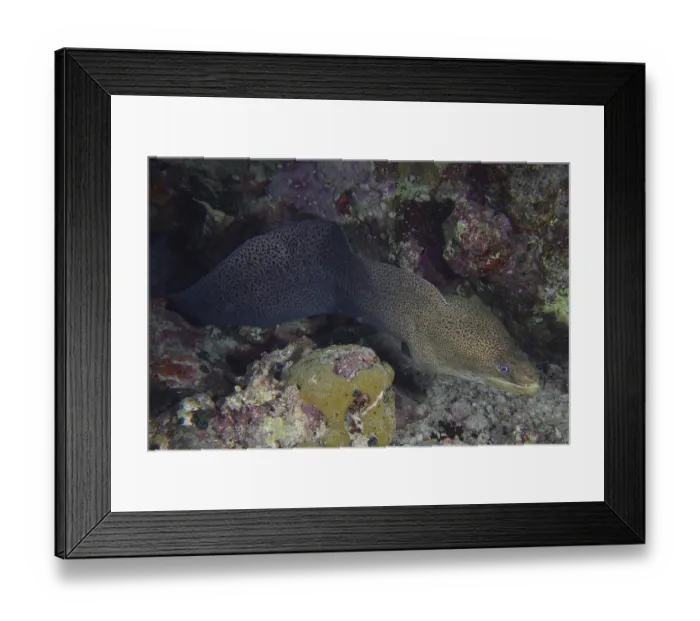 Framed Print : A giant moray eel (Gymnothorax javanicus) meanders through rocks in the coral reef at night while hunting Framed Print : A giant moray eel (Gymnothorax javanicus) meanders through rocks in the coral reef at night while hunting