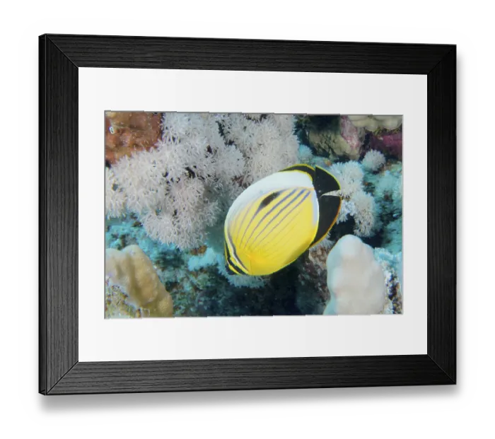 Framed Print : A yellow and black striped fish
