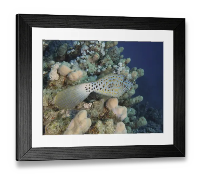Framed Print : A spotted fish, script filefish (Aluterus scriptus)