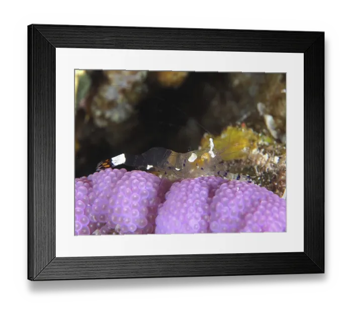 Framed Print : A shrimp, peacock-eyed anemone shrimp (Ancylocaris brevicarpalis) Framed Print : A shrimp, peacock-eyed anemone shrimp (Ancylocaris brevicarpalis)