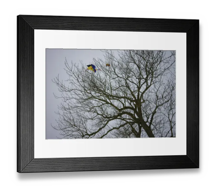 Framed Print : Children's kite stuck in the tree Framed Print : Children's kite stuck in the tree