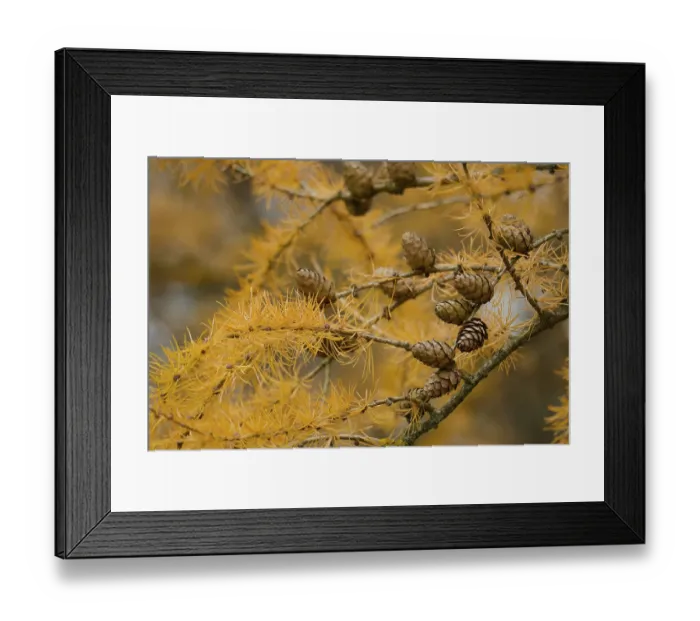 Framed Print : Autumn colouring of the larch (Larix)