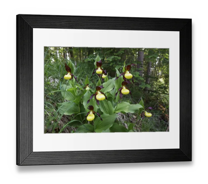 Framed Print : Lady's slipper (Cypripedium calceolus)