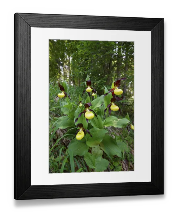 Framed Print : Lady's slipper (Cypripedium calceolus) Framed Print : Lady's slipper (Cypripedium calceolus)