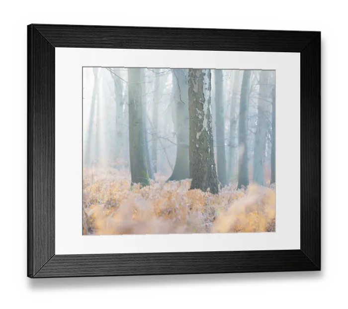 Framed Print : Foggy, frosty forest in the morning light with a bright