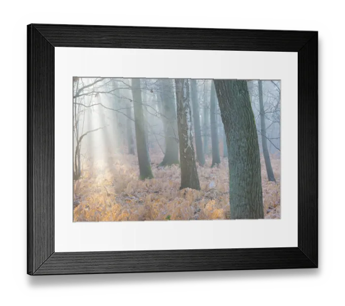 Framed Print : Calm forest with soft morning light and misty