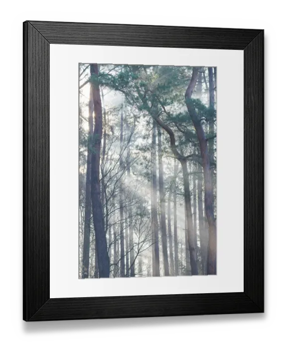 Framed Print : Sunlight falls through tall trees and creates a peaceful