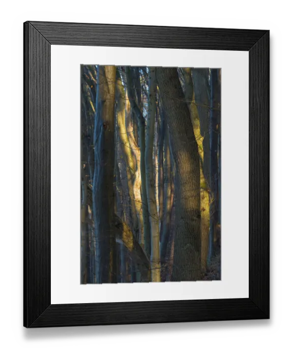Framed Print : Dense forest in sunlight with mysterious