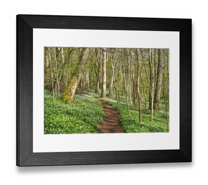Framed Print : Nature trail in a lush forest with budding leaves on the trees and flowering Wood anemone (Anemone nemorosa) Framed Print : Nature trail in a lush forest with budding leaves on the trees and flowering Wood anemone (Anemone nemorosa)