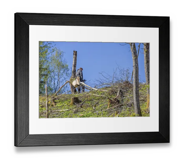 Framed Print : Forest worker planting spruce trees plants on a clearcutting in the forest on a sunny spring day Framed Print : Forest worker planting spruce trees plants on a clearcutting in the forest on a sunny spring day