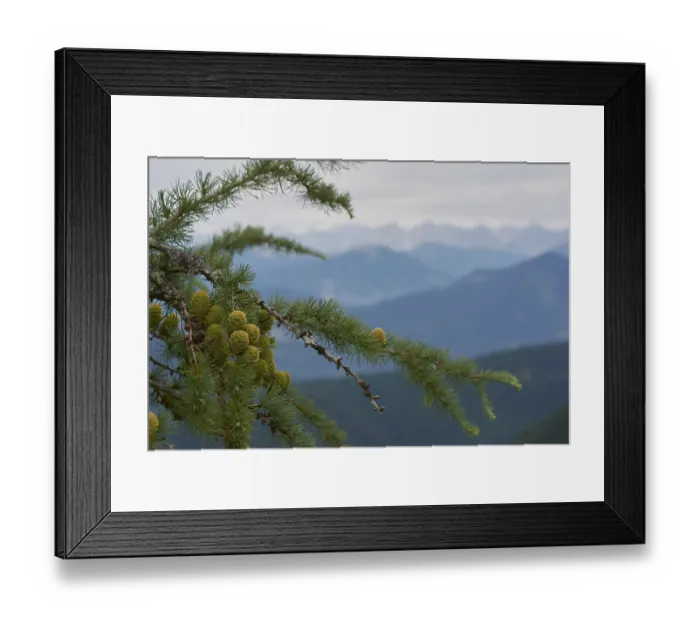 Framed Print : Young larch cones, larch (Larix) Framed Print : Young larch cones, larch (Larix)