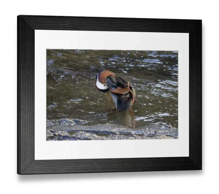 Framed Print : Mandarin duck (Aix galericulata)