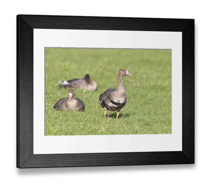 Framed Print : White-fronted geese (Anser albifrons)