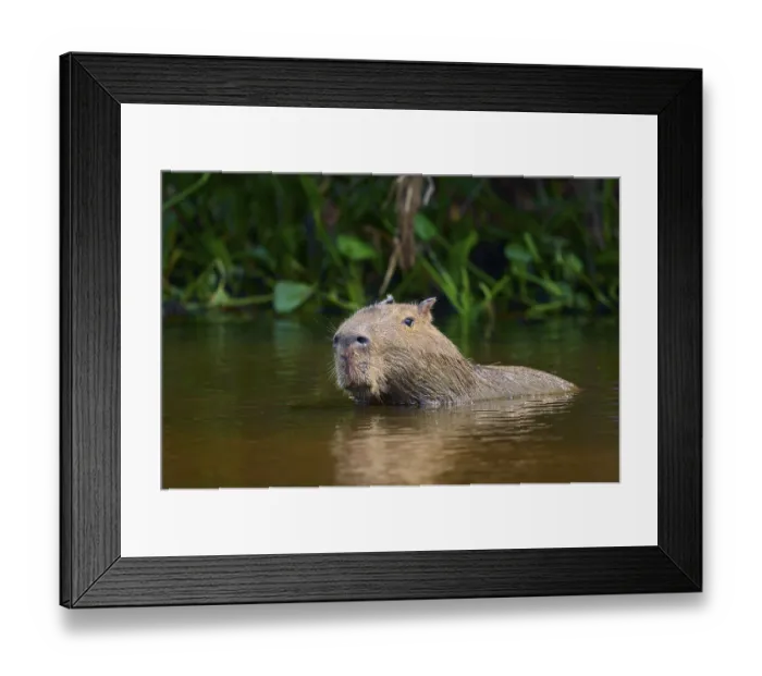 Framed Print : Capybara swimming calmly in the water surrounded by dense green vegetation