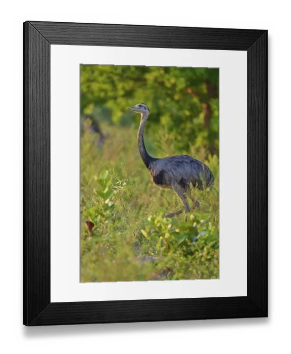 Framed Print : A Nandu stands next to dense vegetation in the foreground with trees in the background