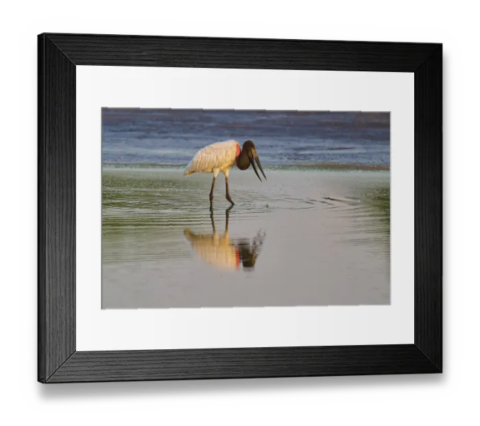Framed Print : Bird in water with reflection, calm and serene in nature
