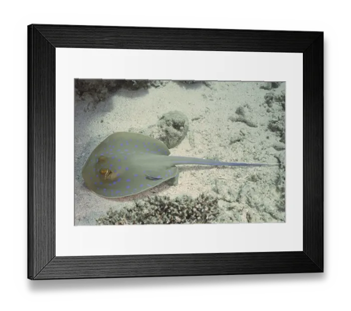 Framed Print : A stingray with blue spots, blue spotted stingray (Taeniura lymma)