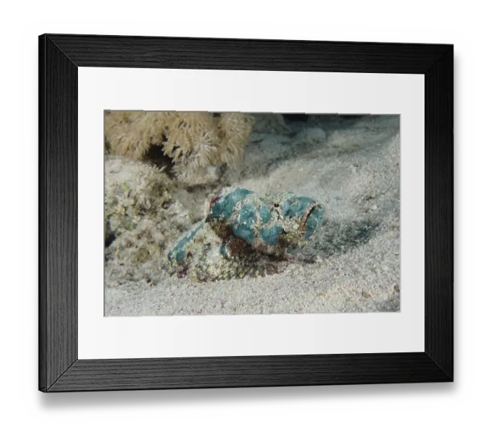 Framed Print : A juvenile humphead scorpionfish (Scorpaenopsis diabolus) lies on the sandy seabed
