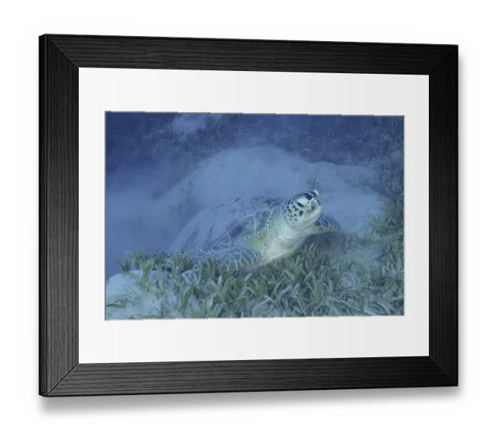 Framed Print : Green turtle (Chelonia mydas) lies quietly in the underwater grass of the ocean Framed Print : Green turtle (Chelonia mydas) lies quietly in the underwater grass of the ocean
