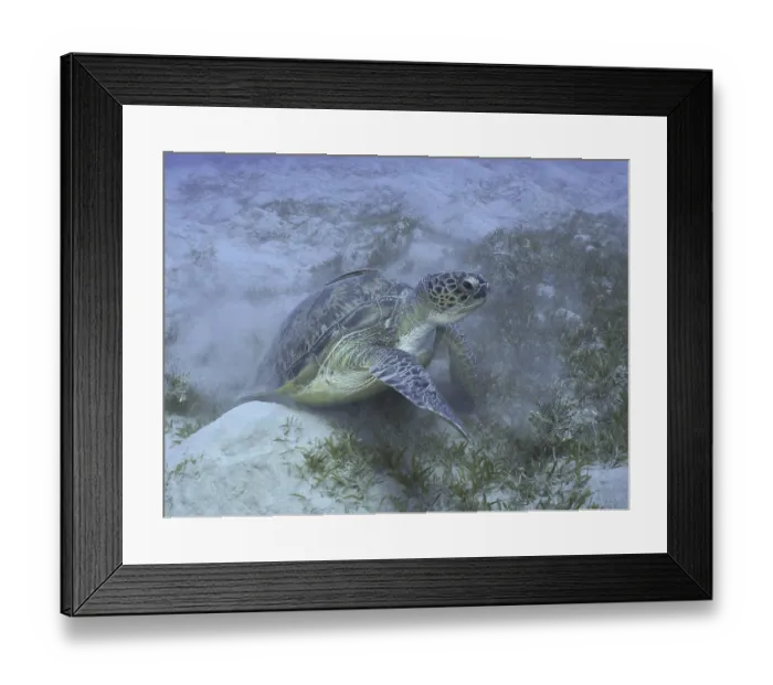 Framed Print : Underwater shot of a Green turtle (Chelonia mydas) swimming through grass and kicking up sand
