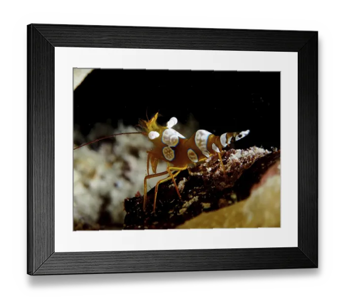 Framed Print : Close-up of an exotic crab with distinctive patterns on its body