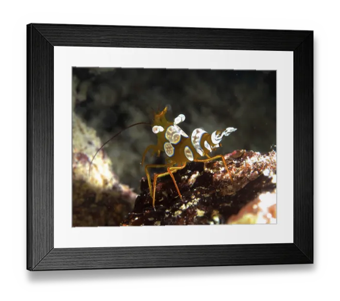 Framed Print : Macro shot of a colourful crab