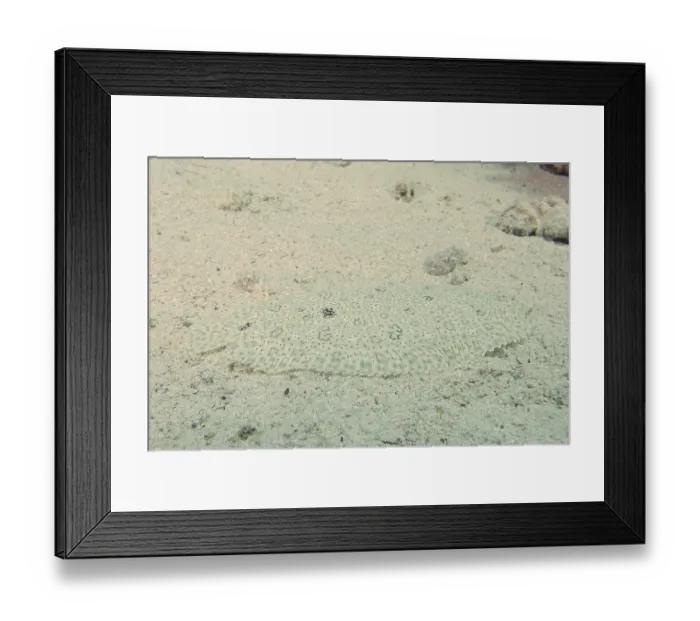 Framed Print : A well-camouflaged flounder, Moses sole (Pardachirus marmoratus) Framed Print : A well-camouflaged flounder, Moses sole (Pardachirus marmoratus)