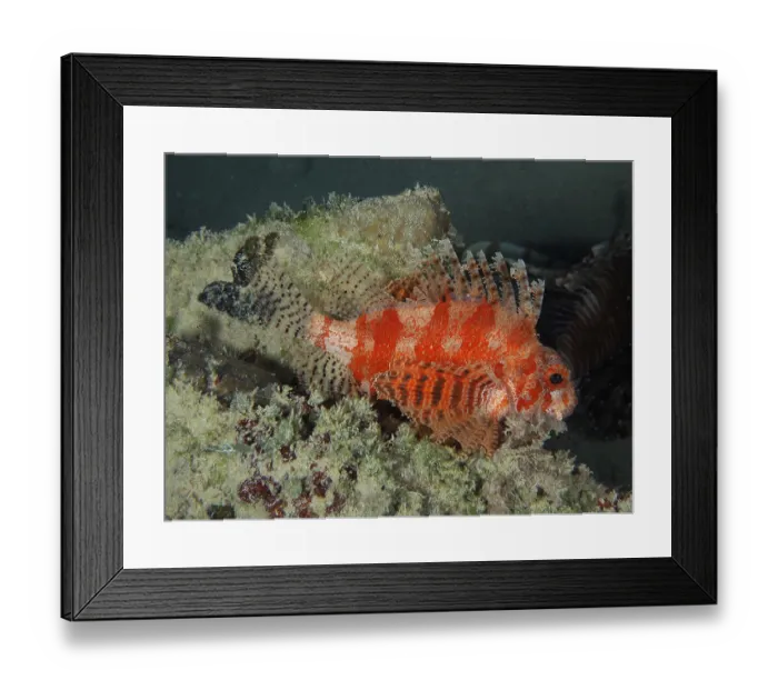 Framed Print : A Red Sea dwarf lionfish (Dendrochirus hemprichi) lies in a reef Framed Print : A Red Sea dwarf lionfish (Dendrochirus hemprichi) lies in a reef