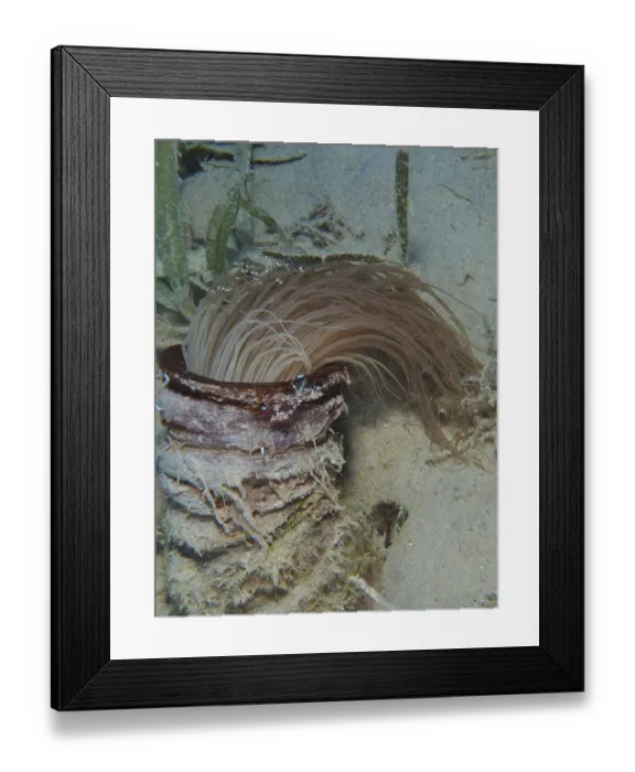 Framed Print : Cylinder rose (Cerianthus) with hanging tentacles